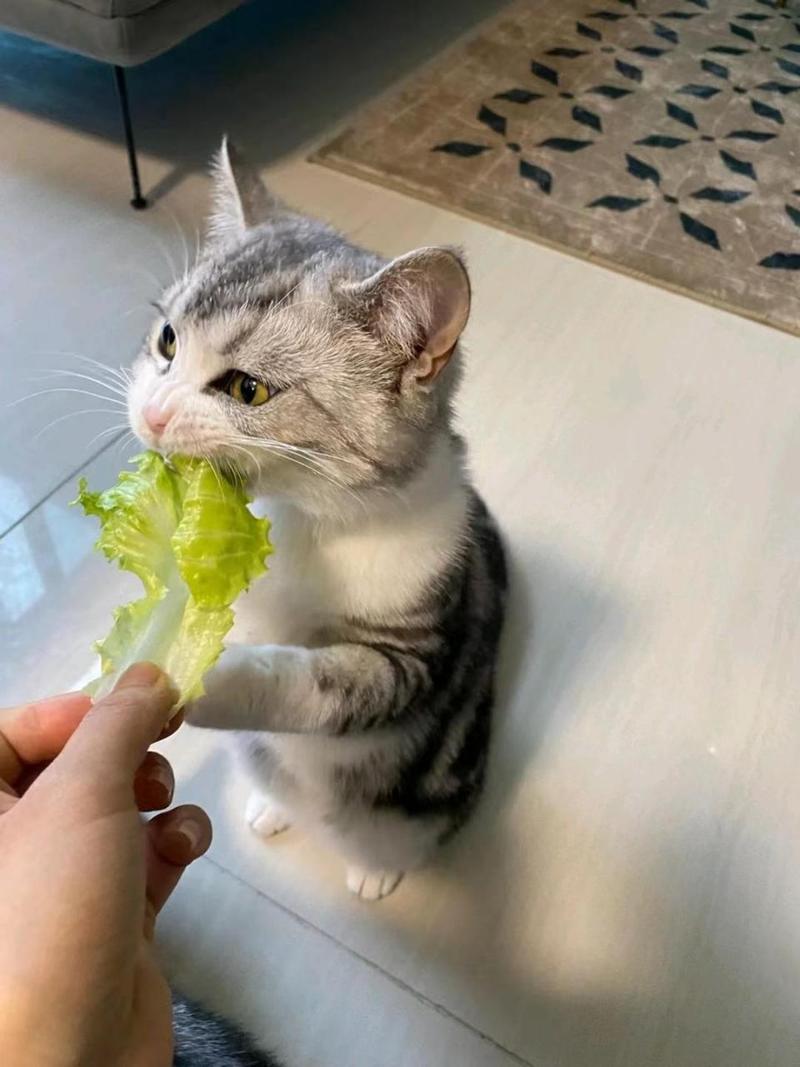 猫咪能吃生菜吗,宠物猫可以吃生菜吗-第3张图片-后鲨宠物 猫咪能吃生菜吗,宠物猫可以吃生菜吗-第3张图片-后鲨宠物