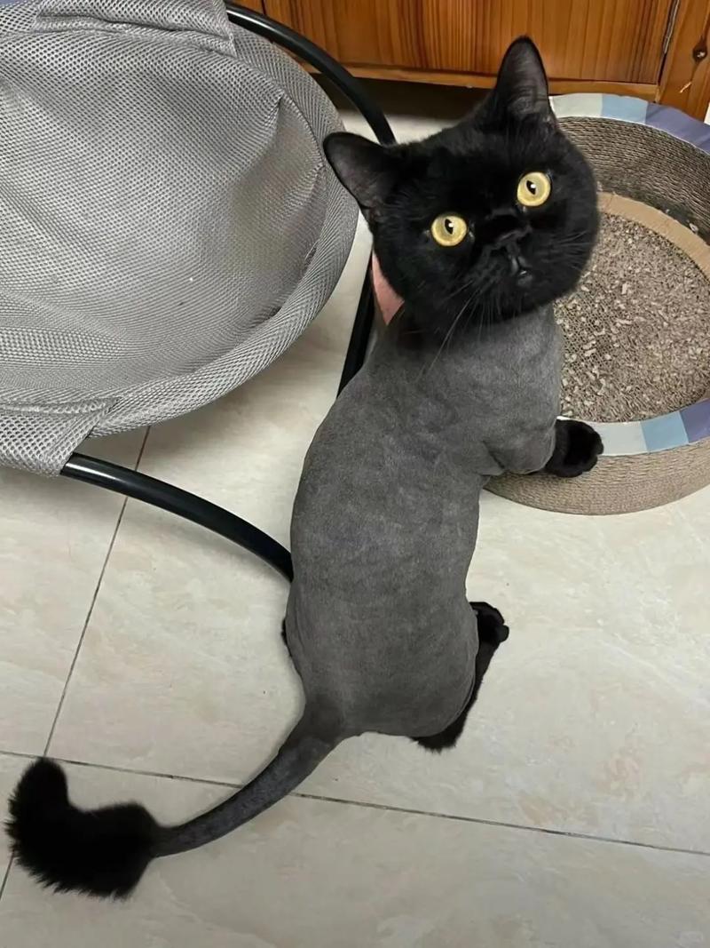 给猫咪剃毛好吗_给猫剃毛有用吗-第2张图片-后鲨宠物 给猫咪剃毛好吗_给猫剃毛有用吗-第2张图片-后鲨宠物