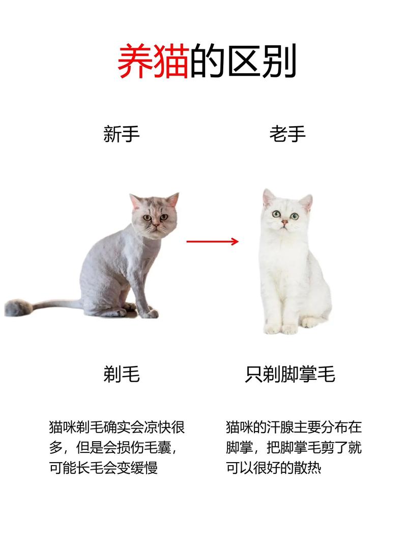给猫咪剃毛好吗_给猫剃毛有用吗-第4张图片-后鲨宠物 给猫咪剃毛好吗_给猫剃毛有用吗-第4张图片-后鲨宠物