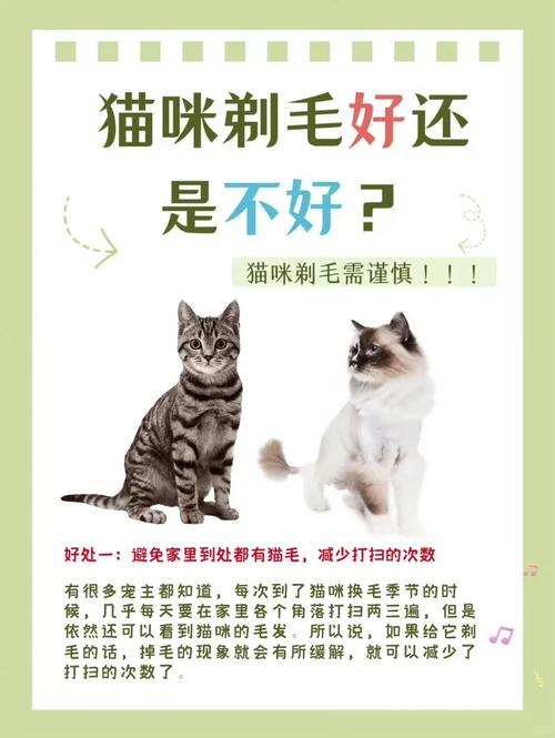 给猫咪剃毛好吗_给猫剃毛有用吗-第6张图片-后鲨宠物 给猫咪剃毛好吗_给猫剃毛有用吗-第6张图片-后鲨宠物