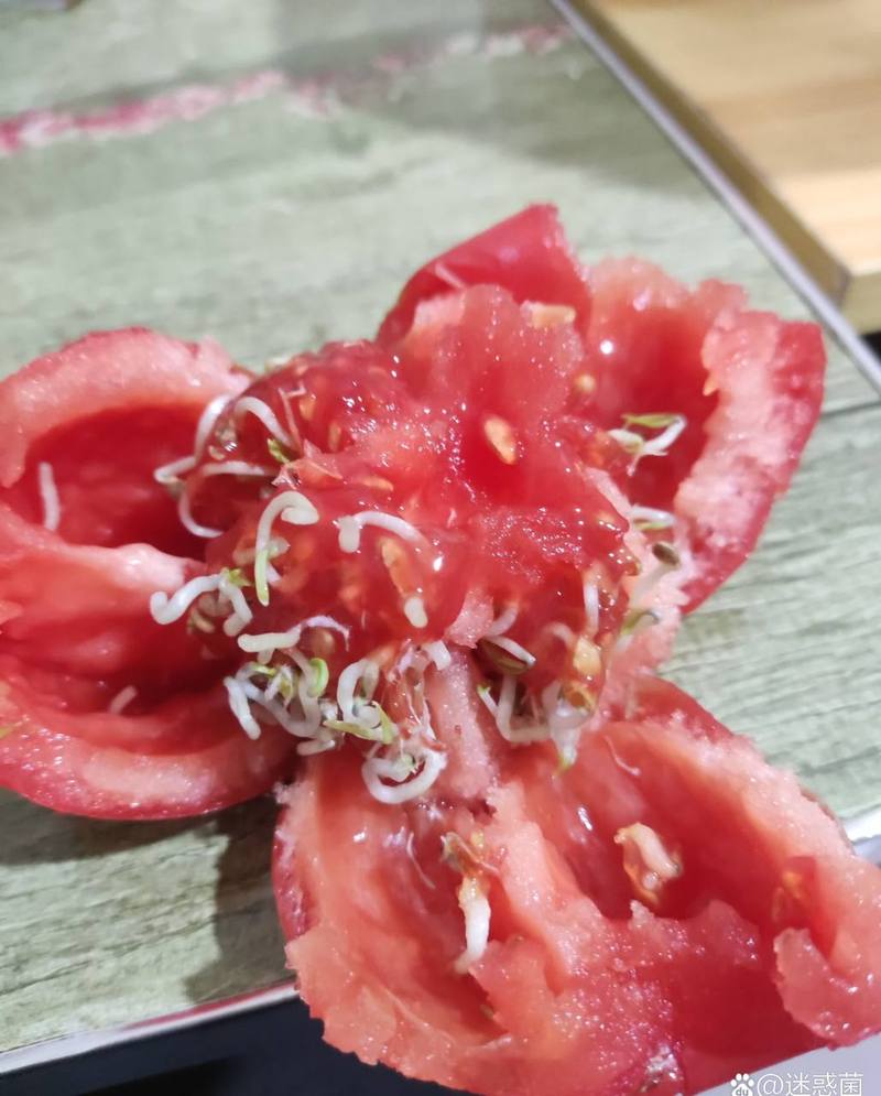 泰迪狗狗能吃西红柿吗_泰迪狗狗能吃西红柿吗-第3张图片-后鲨宠物