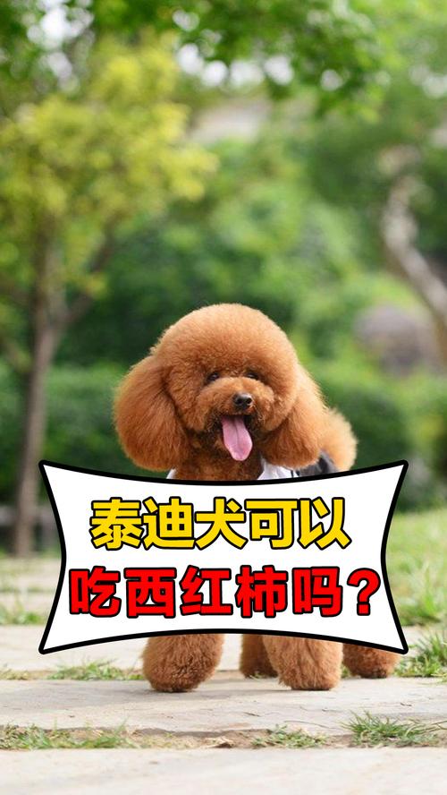 泰迪狗狗能吃西红柿吗_泰迪狗狗能吃西红柿吗-第5张图片-后鲨宠物