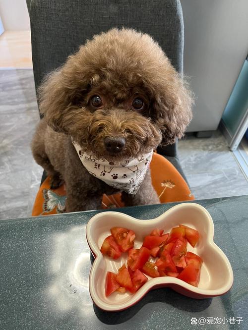泰迪狗狗能吃西红柿吗_泰迪狗狗能吃西红柿吗-第6张图片-后鲨宠物