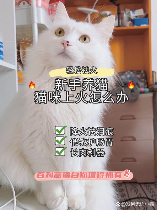 猫咪能吃绿豆粥吗_猫猫可以吃绿豆稀饭嘛-第5张图片-后鲨宠物 猫咪能吃绿豆粥吗_猫猫可以吃绿豆稀饭嘛-第5张图片-后鲨宠物