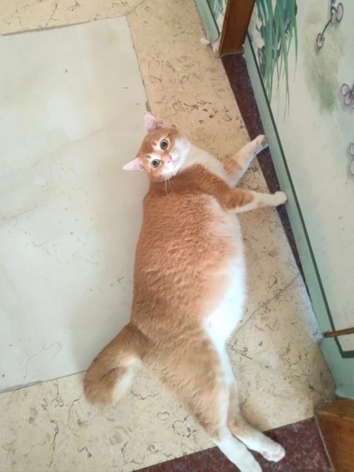 猫咪能吃绿豆粥吗_猫猫可以吃绿豆稀饭嘛-第4张图片-后鲨宠物 猫咪能吃绿豆粥吗_猫猫可以吃绿豆稀饭嘛-第4张图片-后鲨宠物