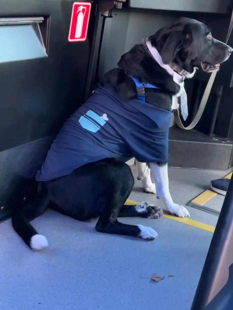 狗狗能上公交车吗_小狗狗能上公交车吗