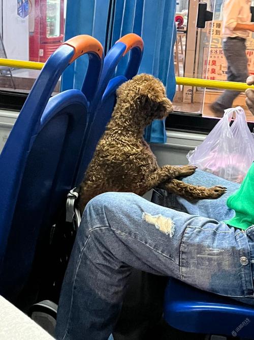 狗狗能上公交车吗_小狗狗能上公交车吗-第3张图片-后鲨宠物 狗狗能上公交车吗_小狗狗能上公交车吗-第3张图片-后鲨宠物