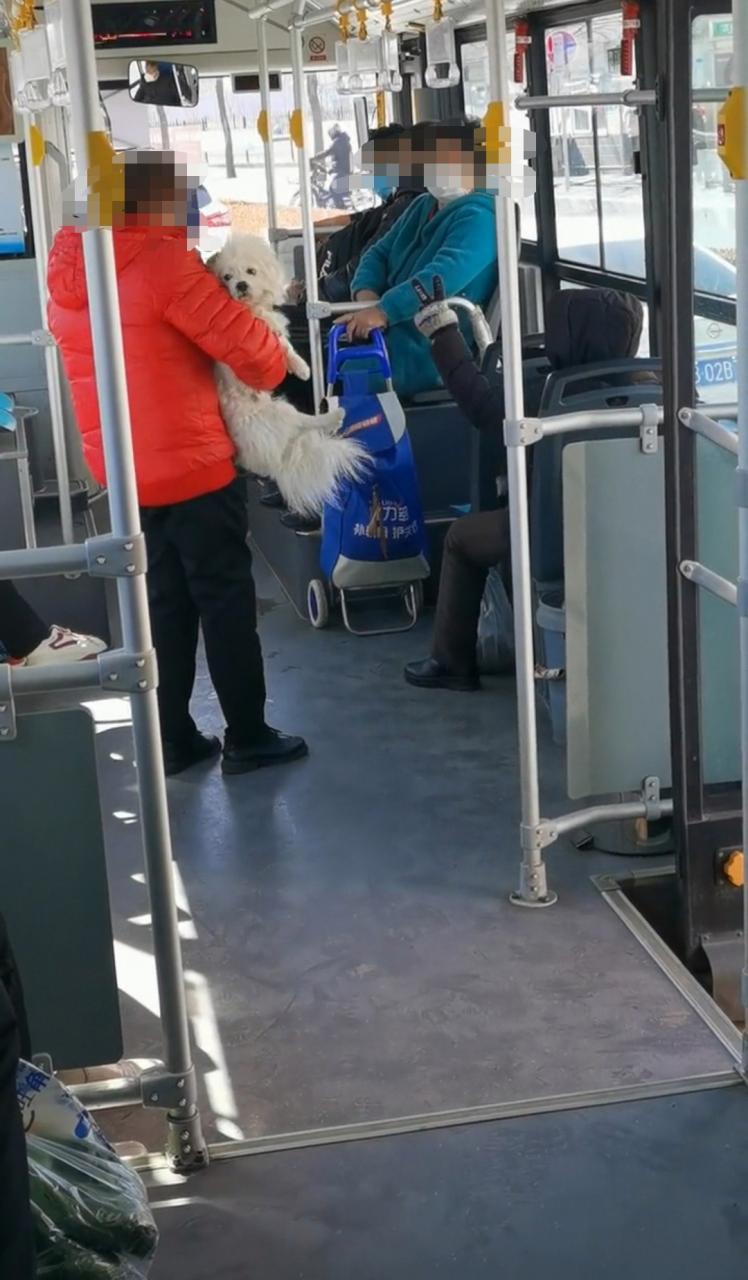 狗狗能上公交车吗_小狗狗能上公交车吗-第6张图片-后鲨宠物 狗狗能上公交车吗_小狗狗能上公交车吗-第6张图片-后鲨宠物