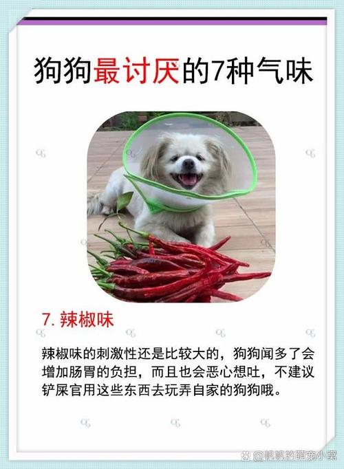 狗狗可以闻烟味吗_狗狗可以闻香氛的味道吗-第2张图片-后鲨宠物 狗狗可以闻烟味吗_狗狗可以闻香氛的味道吗-第2张图片-后鲨宠物