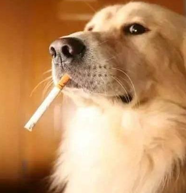 狗狗可以闻烟味吗_狗狗可以闻香氛的味道吗-第5张图片-后鲨宠物 狗狗可以闻烟味吗_狗狗可以闻香氛的味道吗-第5张图片-后鲨宠物