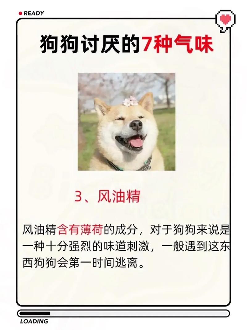 狗狗可以闻烟味吗_狗狗可以闻香氛的味道吗-第4张图片-后鲨宠物 狗狗可以闻烟味吗_狗狗可以闻香氛的味道吗-第4张图片-后鲨宠物