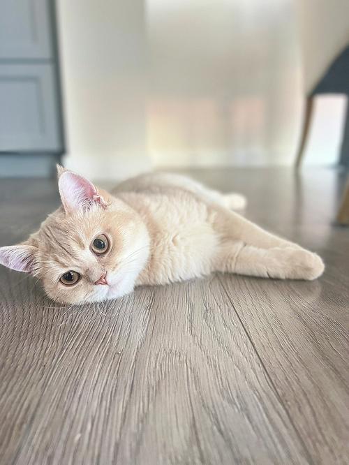 猫咪睡地板上会着凉吗_猫咪睡在地板上会冷吗-第2张图片-后鲨宠物