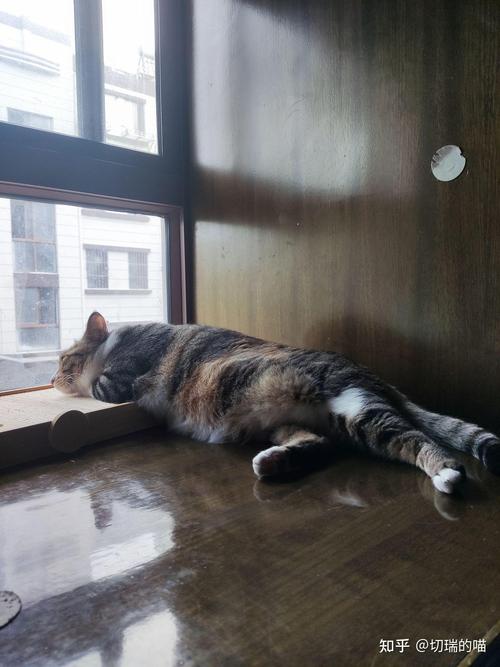 猫咪睡地板上会着凉吗_猫咪睡在地板上会冷吗-第3张图片-后鲨宠物