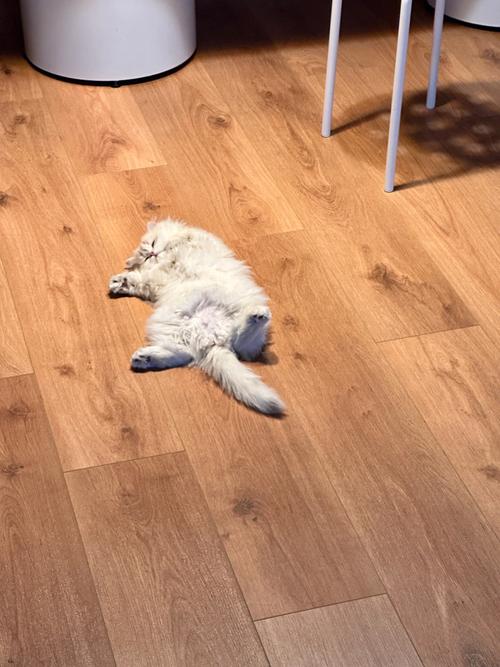 猫咪睡地板上会着凉吗_猫咪睡在地板上会冷吗-第5张图片-后鲨宠物