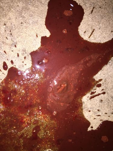 狗狗拉稀拉血是什么原因,狗狗拉血能自愈吗-第4张图片-后鲨宠物 狗狗拉稀拉血是什么原因,狗狗拉血能自愈吗-第4张图片-后鲨宠物