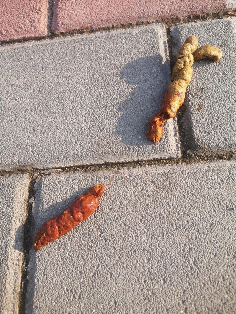 狗狗拉稀拉血是什么原因,狗狗拉血能自愈吗-第3张图片-后鲨宠物 狗狗拉稀拉血是什么原因,狗狗拉血能自愈吗-第3张图片-后鲨宠物