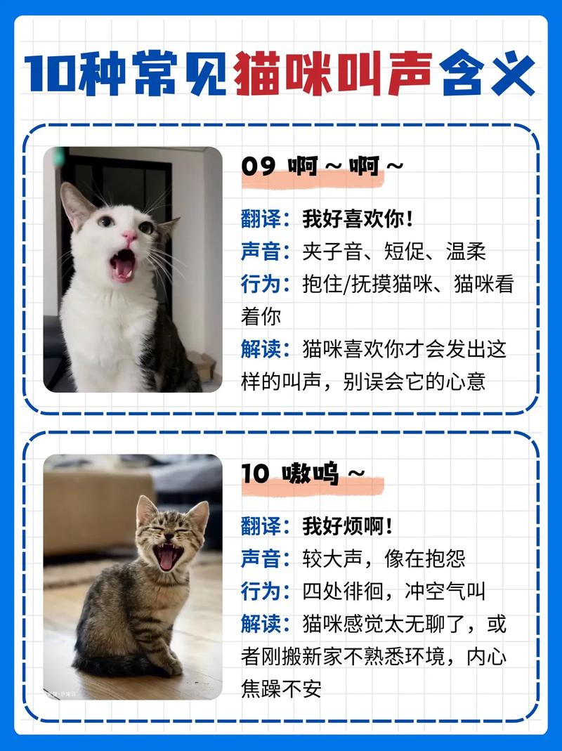 猫咪害怕的叫声,猫咪害怕的叫声播放?-第2张图片-后鲨宠物 猫咪害怕的叫声,猫咪害怕的叫声播放?-第2张图片-后鲨宠物