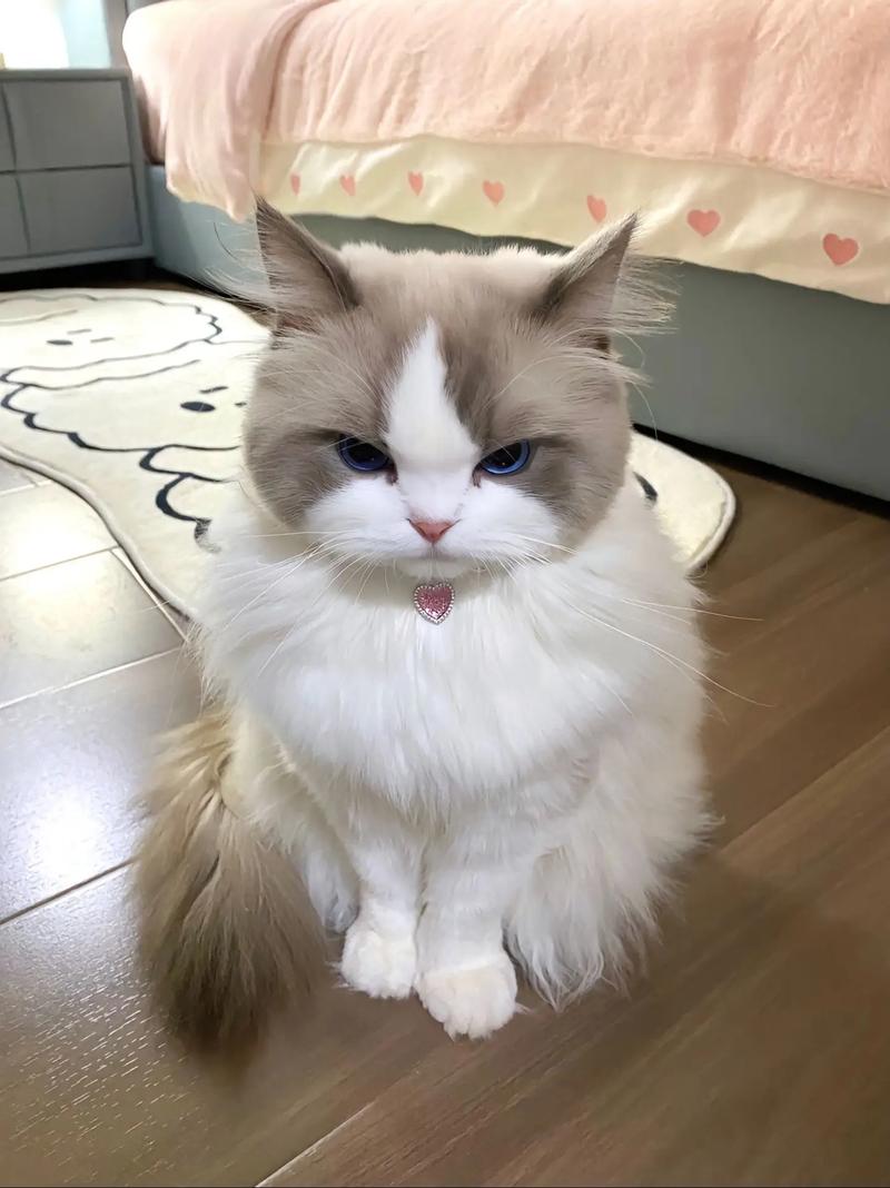 猫咪害怕的叫声,猫咪害怕的叫声播放?-第6张图片-后鲨宠物 猫咪害怕的叫声,猫咪害怕的叫声播放?-第6张图片-后鲨宠物