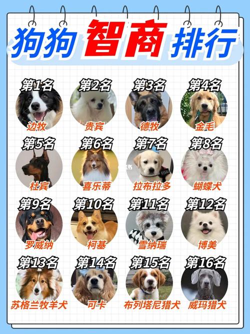 狗狗吃什么钙片好_狗狗应该吃什么钙片-第3张图片-后鲨宠物 狗狗吃什么钙片好_狗狗应该吃什么钙片-第3张图片-后鲨宠物