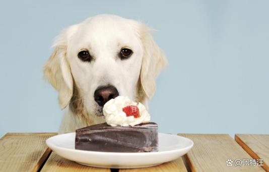 狗狗能吃奶糖吗，狗狗能吃奶糖吗会长胖吗？