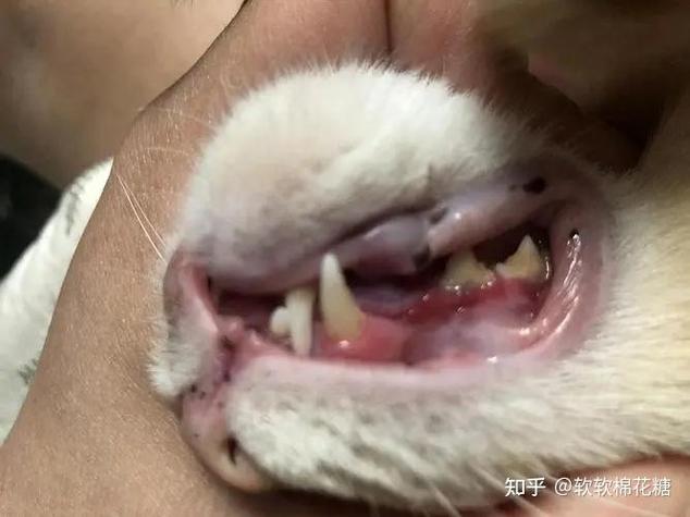 猫咪有虫什么表现,怎么判断猫咪要驱虫了-第2张图片-后鲨宠物 猫咪有虫什么表现,怎么判断猫咪要驱虫了-第2张图片-后鲨宠物