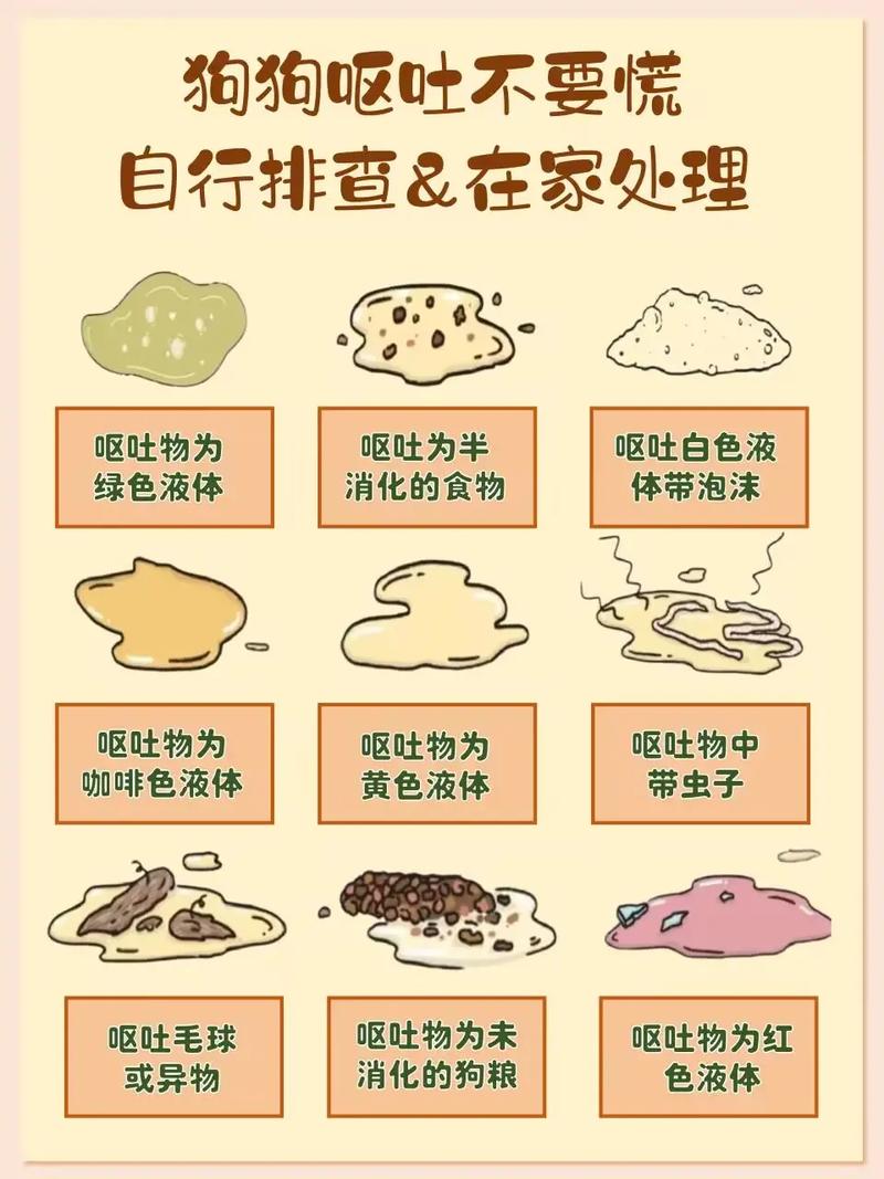 小狗狗吐了怎么办_小狗狗吐了怎么办呢-第5张图片-后鲨宠物 小狗狗吐了怎么办_小狗狗吐了怎么办呢-第5张图片-后鲨宠物