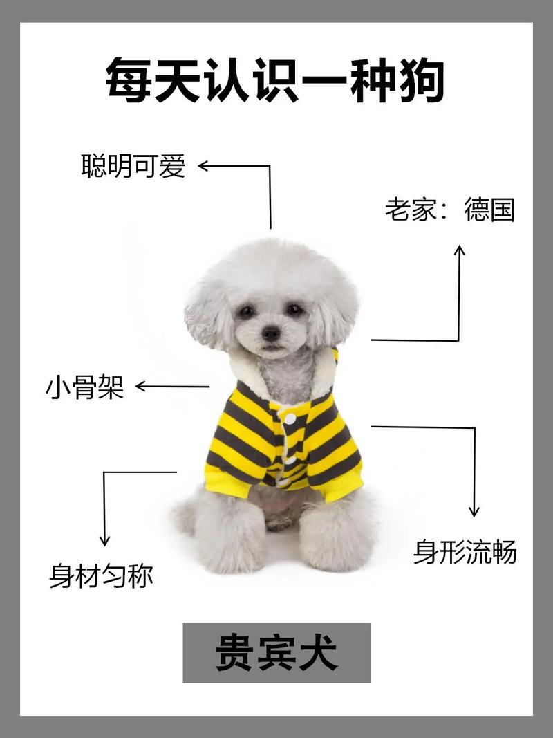 狗狗几个月认主人,狗狗怎样算是认主人了?-第4张图片-后鲨宠物 狗狗几个月认主人,狗狗怎样算是认主人了?-第4张图片-后鲨宠物