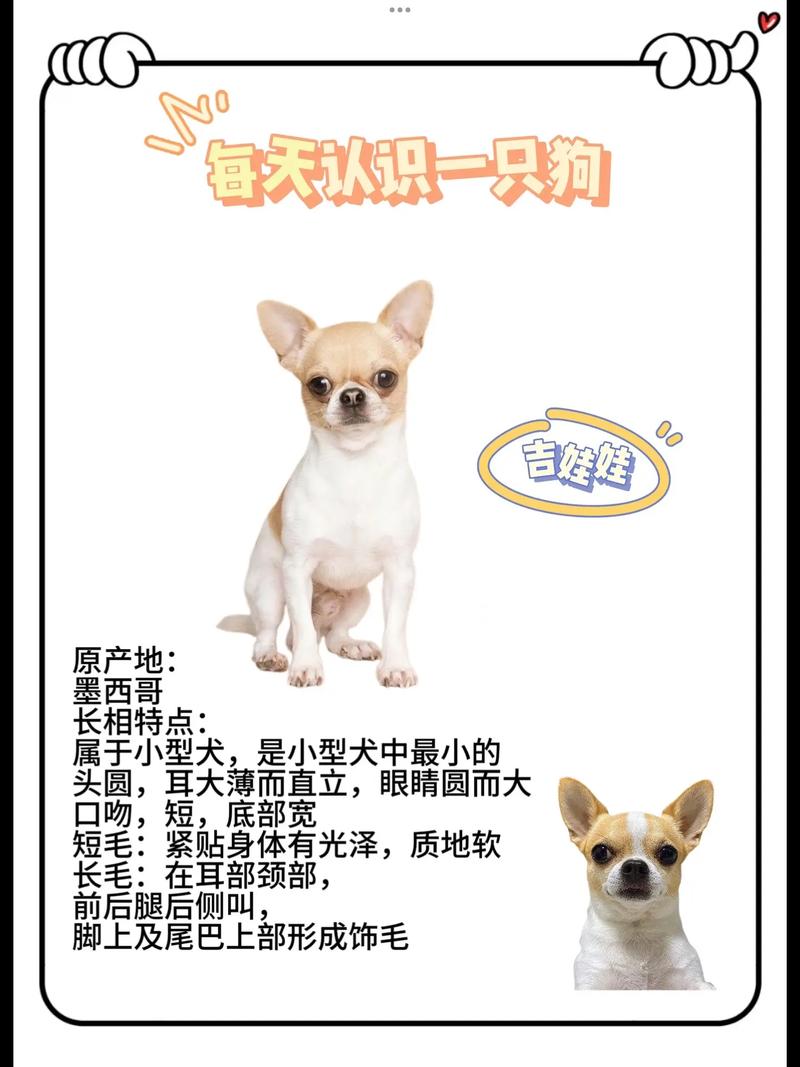 狗狗几个月认主人,狗狗怎样算是认主人了?-第3张图片-后鲨宠物 狗狗几个月认主人,狗狗怎样算是认主人了?-第3张图片-后鲨宠物