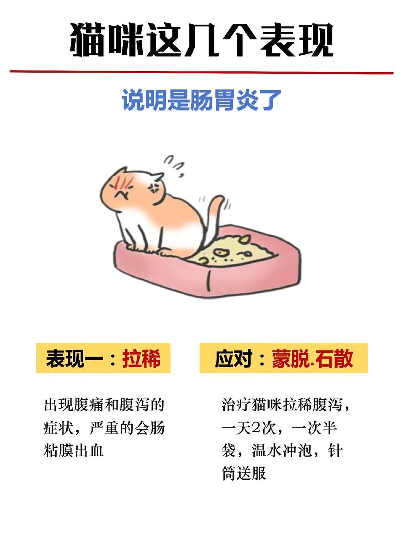 猫咪急性肠胃炎_猫咪急性肠胃炎怎么治疗-第6张图片-后鲨宠物 猫咪急性肠胃炎_猫咪急性肠胃炎怎么治疗-第6张图片-后鲨宠物