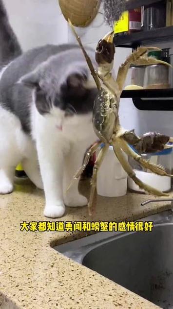 猫咪能吃蟹肉吗,猫咪能不能吃螃蟹肉-第4张图片-后鲨宠物 猫咪能吃蟹肉吗,猫咪能不能吃螃蟹肉-第4张图片-后鲨宠物