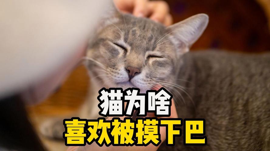  猫咪为什么喜欢摸下巴，猫咪为什么摸下巴会很享受
