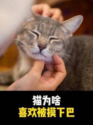 猫咪为什么喜欢摸下巴,猫咪为什么摸下巴会很享受-第3张图片-后鲨宠物 猫咪为什么喜欢摸下巴,猫咪为什么摸下巴会很享受-第3张图片-后鲨宠物
