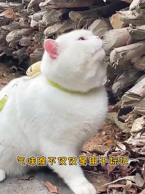 猫咪为什么喜欢摸下巴,猫咪为什么摸下巴会很享受-第5张图片-后鲨宠物 猫咪为什么喜欢摸下巴,猫咪为什么摸下巴会很享受-第5张图片-后鲨宠物