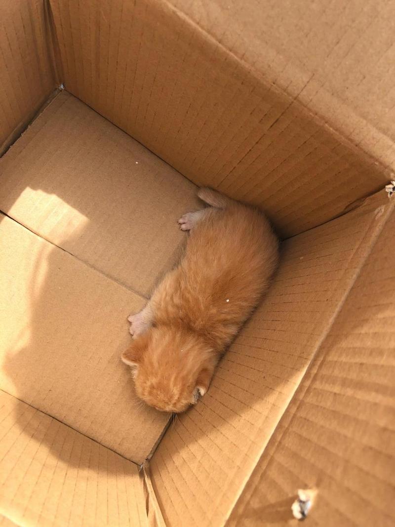 没满月的猫咪怎么养，没满月的猫咪怎么养胖？