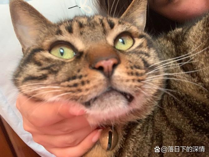 猫咪鼻子破了怎么办，猫咪鼻子破了怎么办啊？