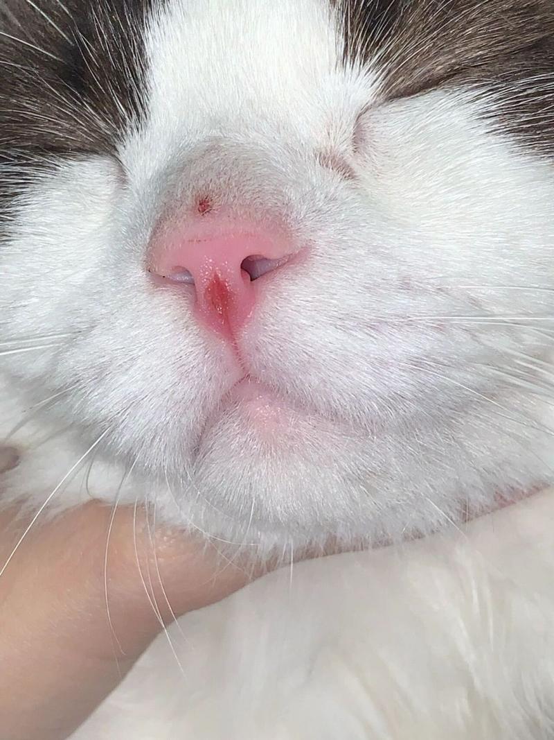 猫咪鼻子破了怎么办,猫咪鼻子破了怎么办啊?-第5张图片-后鲨宠物 猫咪鼻子破了怎么办,猫咪鼻子破了怎么办啊?-第5张图片-后鲨宠物