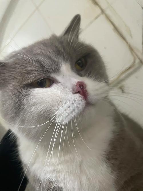 猫咪鼻子破了怎么办,猫咪鼻子破了怎么办啊?-第6张图片-后鲨宠物 猫咪鼻子破了怎么办,猫咪鼻子破了怎么办啊?-第6张图片-后鲨宠物