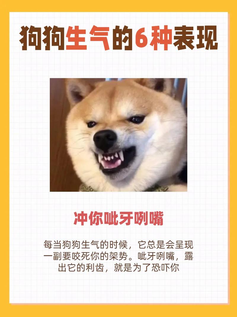 狗狗不高兴的表现,狗狗不高兴怎么回事-第4张图片-后鲨宠物 狗狗不高兴的表现,狗狗不高兴怎么回事-第4张图片-后鲨宠物