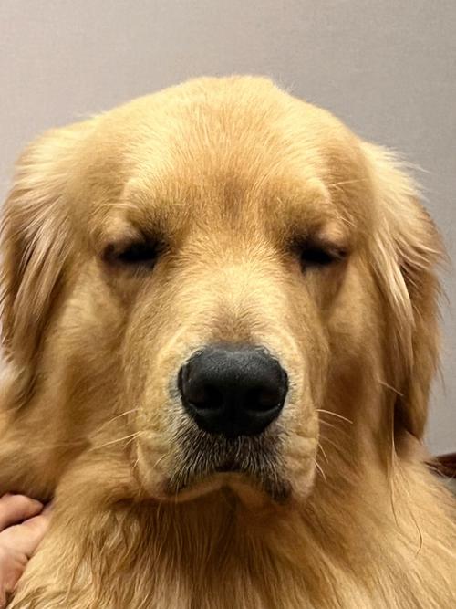 狗狗不高兴的表现,狗狗不高兴怎么回事-第5张图片-后鲨宠物 狗狗不高兴的表现,狗狗不高兴怎么回事-第5张图片-后鲨宠物