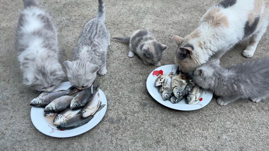 猫咪能吃生鱼吗_宠物猫能吃生鱼吗?-第5张图片-后鲨宠物 猫咪能吃生鱼吗_宠物猫能吃生鱼吗?-第5张图片-后鲨宠物