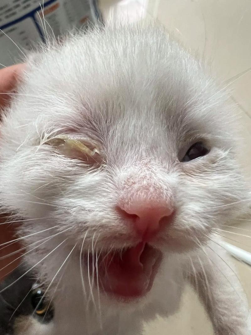  猫咪眼睛流脓睁不开，猫咪眼睛流脓睁不开的原因