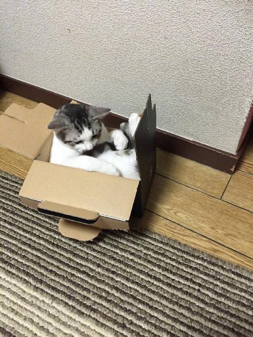 猫咪为什么喜欢纸箱_猫咪为什么喜欢纸箱子的味道