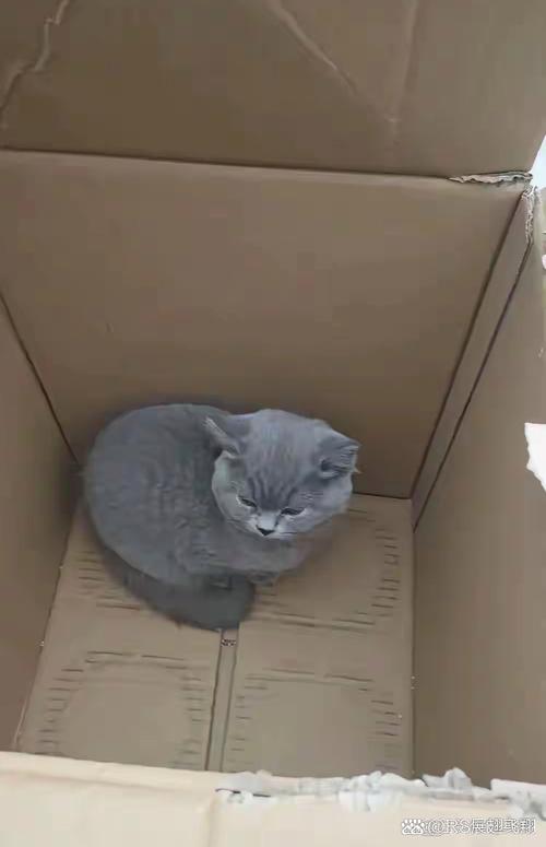 猫咪为什么喜欢纸箱_猫咪为什么喜欢纸箱子的味道-第4张图片-后鲨宠物 猫咪为什么喜欢纸箱_猫咪为什么喜欢纸箱子的味道-第4张图片-后鲨宠物