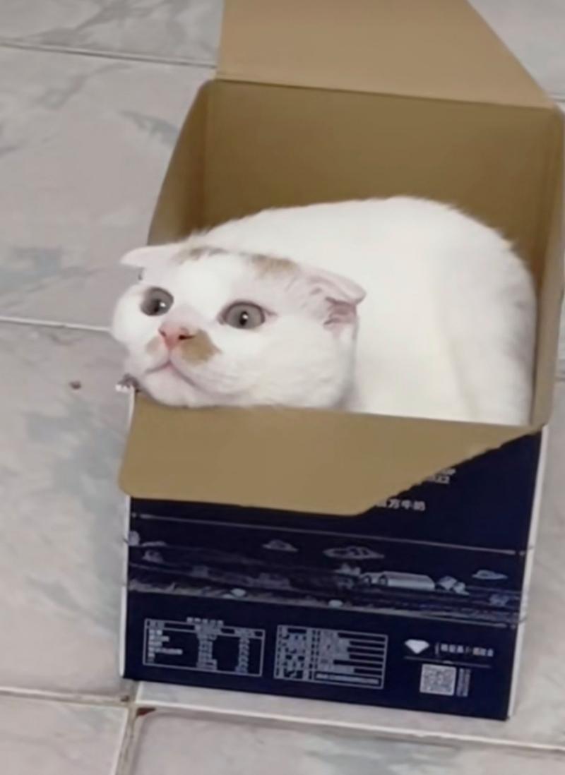 猫咪为什么喜欢纸箱_猫咪为什么喜欢纸箱子的味道-第5张图片-后鲨宠物 猫咪为什么喜欢纸箱_猫咪为什么喜欢纸箱子的味道-第5张图片-后鲨宠物