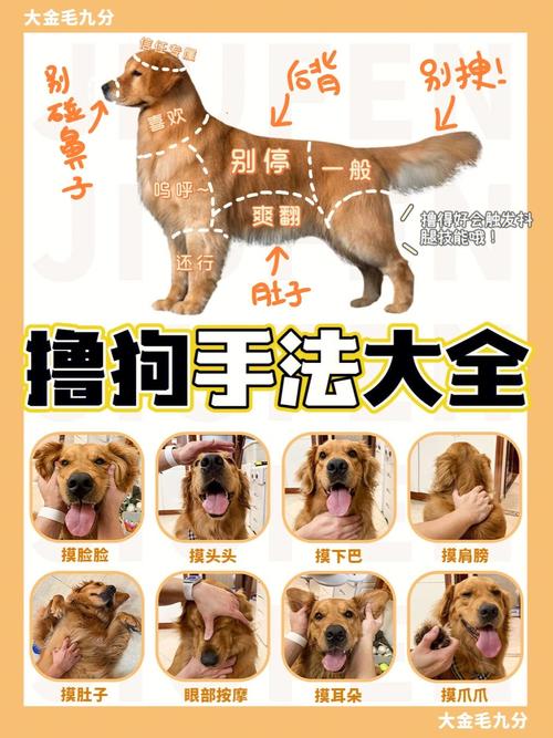 如何给狗狗按摩肚子,怎么给狗狗按摩肚子-第2张图片-后鲨宠物 如何给狗狗按摩肚子,怎么给狗狗按摩肚子-第2张图片-后鲨宠物