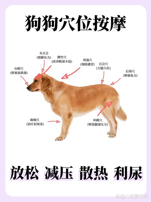 如何给狗狗按摩肚子,怎么给狗狗按摩肚子-第5张图片-后鲨宠物 如何给狗狗按摩肚子,怎么给狗狗按摩肚子-第5张图片-后鲨宠物