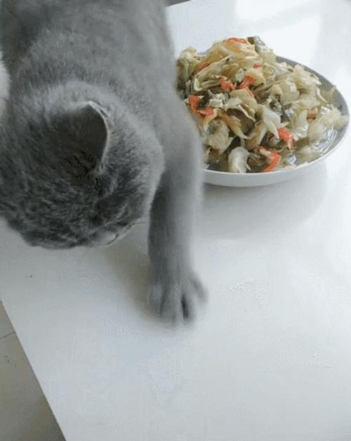 猫咪为什么会埋屎_猫咪为什么会埋屎呢-第2张图片-后鲨宠物