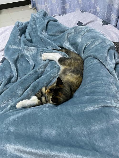 猫咪为什么会埋屎_猫咪为什么会埋屎呢-第4张图片-后鲨宠物