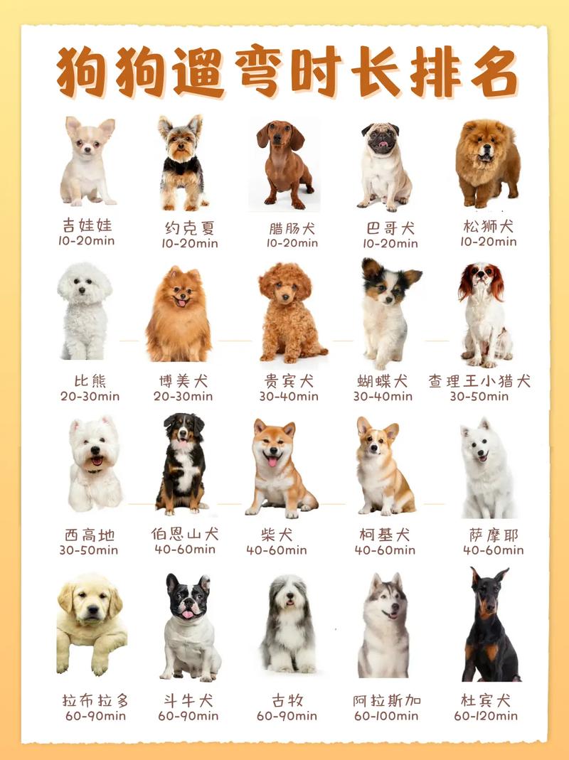 小狗狗几天会走路,小狗狗几天能走路-第2张图片-后鲨宠物 小狗狗几天会走路,小狗狗几天能走路-第2张图片-后鲨宠物