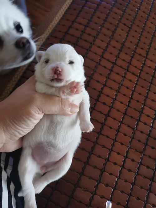 小狗狗几天会走路,小狗狗几天能走路-第3张图片-后鲨宠物 小狗狗几天会走路,小狗狗几天能走路-第3张图片-后鲨宠物